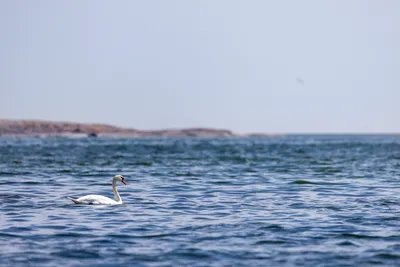 260629_Gotland-Runt_Foto-Daniel-Stenholm_DS5R0245.jpg