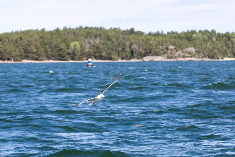 260626_Gotland-Runt_Foto-Daniel-Stenholm_DS5R9221.jpg