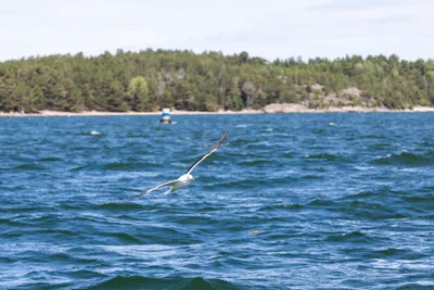 260626_Gotland-Runt_Foto-Daniel-Stenholm_DS5R9221.jpg